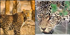 Uttar Pradesh News: Forest department shot leopard that attacked nine people in srinagar.