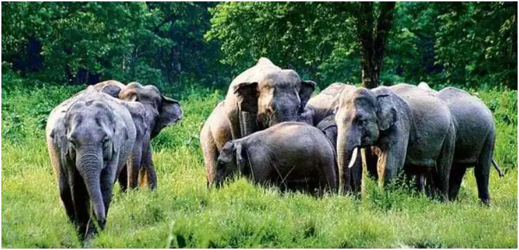 image: For the first time in Uttarakhand elephants were counted by DNA profile report was prepared by dung