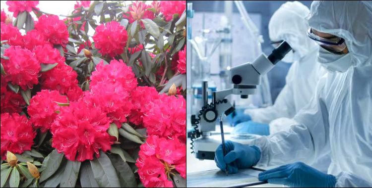 image: Treatment of corona found in the flowers of Buransh