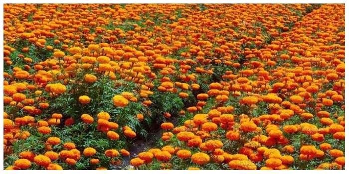 image: uttarakhand news, merigold flower, Horticulture Department, uttarakhand,