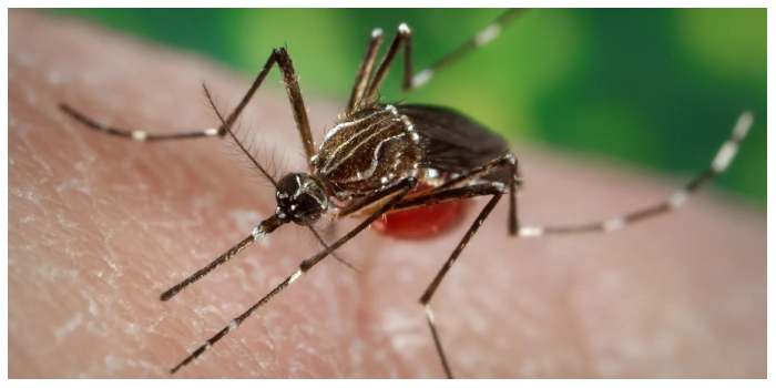 image: Dengue malaria spread in many places of the state 52 patients found in six districts.