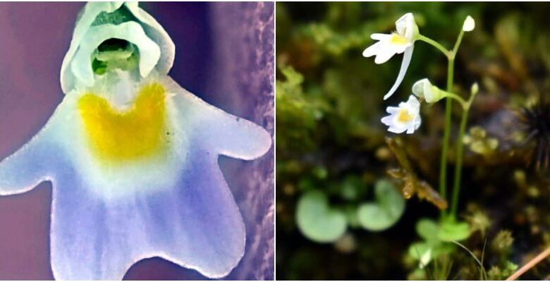 image: Rare species of carnivorous plant found in Uttarakhand