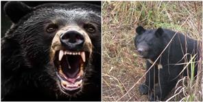 Uttar Pradesh News: A group of bears attacked and seriously injured 3 people in Chamoli district.